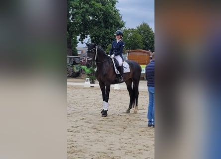 Westphalian, Gelding, 4 years, 16.2 hh, Bay-Dark