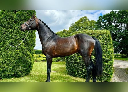 Westphalian, Gelding, 4 years, 16.2 hh, Bay-Dark