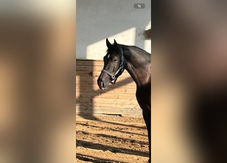 Westphalian, Gelding, 4 years, 16,2 hh, Black