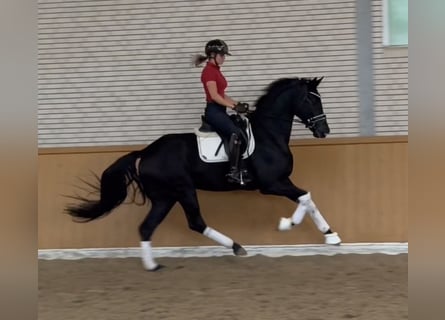 Westphalian, Gelding, 4 years, 16.2 hh, Black