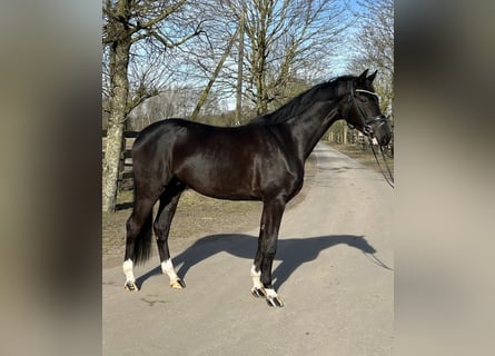 Westphalian, Gelding, 4 years, 16.2 hh, Black