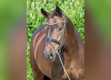 Westphalian, Gelding, 4 years, 16,2 hh, Brown