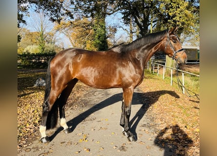 Westphalian, Gelding, 4 years, 16.2 hh, Brown