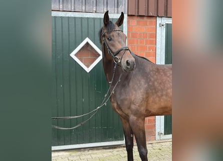 Westfale, Wallach, 4 Jahre, 16,2 hh, Brauner