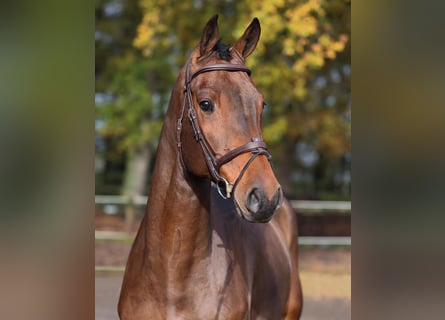 Westphalian, Gelding, 4 years, 16,2 hh, Brown