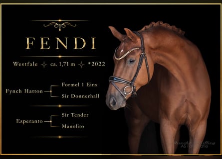 Westphalian, Gelding, 4 years, 16.2 hh, Chestnut