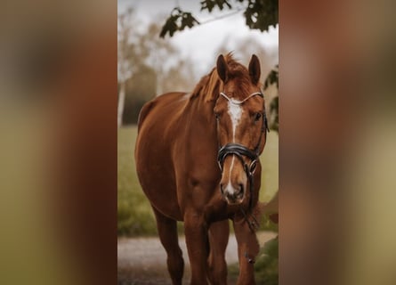 Westphalian, Gelding, 4 years, 16.2 hh, Chestnut-Red
