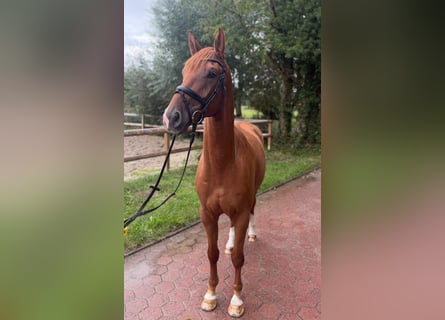Westphalian, Gelding, 4 years, 16.2 hh, Chestnut-Red