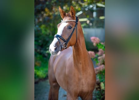 Westphalian, Gelding, 4 years, 16,2 hh, Chestnut-Red