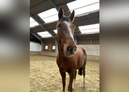 Westphalian, Gelding, 4 years, 16,2 hh, Chestnut-Red