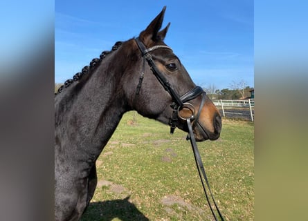 Westphalian, Gelding, 4 years, 16.2 hh, Smoky-Black