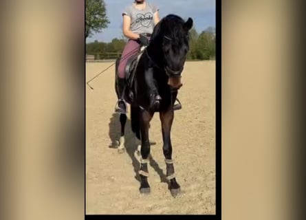 Westphalian, Gelding, 4 years, 16.3 hh, Bay-Dark