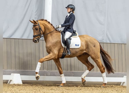 Westphalian, Gelding, 4 years, 16.3 hh, Chestnut-Red