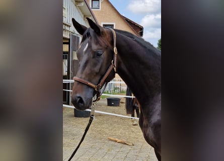 Westphalian, Gelding, 4 years, 16 hh, Bay-Dark