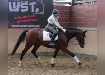 Westphalian, Gelding, 4 years, 16 hh, Brown