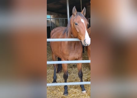 Westphalian, Gelding, 4 years, 16 hh, Brown