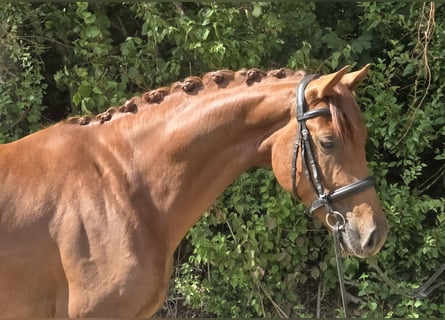 Westphalian, Gelding, 4 years, 16 hh, Chestnut