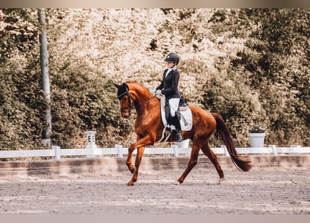 Westphalian, Gelding, 4 years, 16 hh, Chestnut-Red