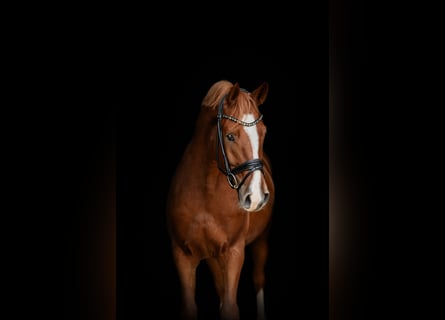 Westphalian, Gelding, 4 years, 16 hh, Chestnut-Red