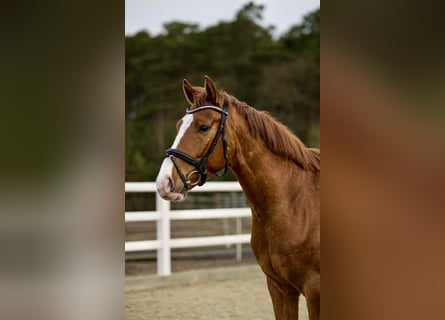 Westphalian, Gelding, 4 years, 16 hh, Chestnut-Red