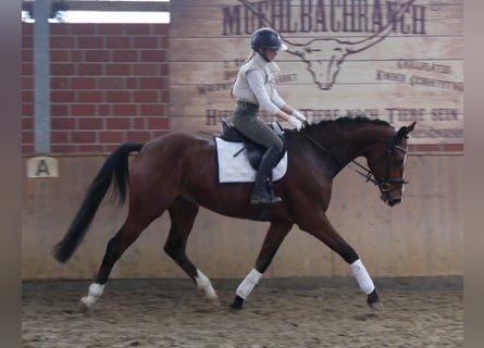 Westphalian, Gelding, 4 years, 16 hh