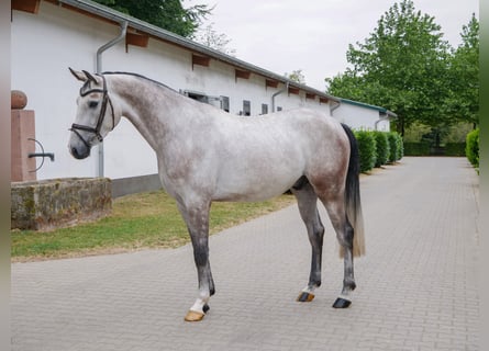 Westphalian, Gelding, 4 years, 16 hh, Grey