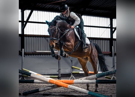 Westphalian, Gelding, 4 years, 16 hh