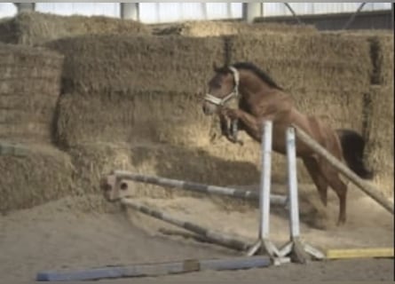 Westphalian, Gelding, 4 years, 16 hh, Sorrel