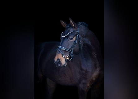 Westphalian, Gelding, 4 years, 16,1 hh, Bay-Dark