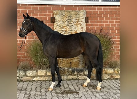 Westphalian, Gelding, 4 years, 16,1 hh, Bay-Dark