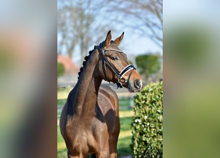 Westphalian, Gelding, 4 years, 16,1 hh, Bay-Dark