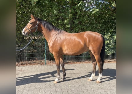 Westphalian, Gelding, 4 years, 16,1 hh, Brown
