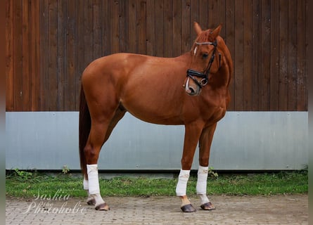 Westphalian, Gelding, 4 years, 16,1 hh, Chestnut