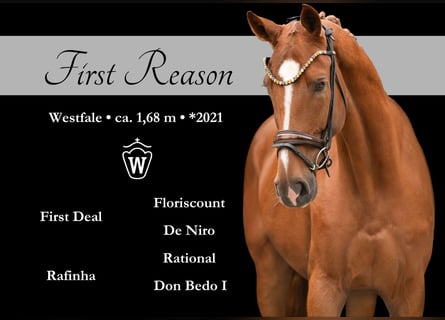 Westphalian, Gelding, 4 years, 16,1 hh, Chestnut-Red