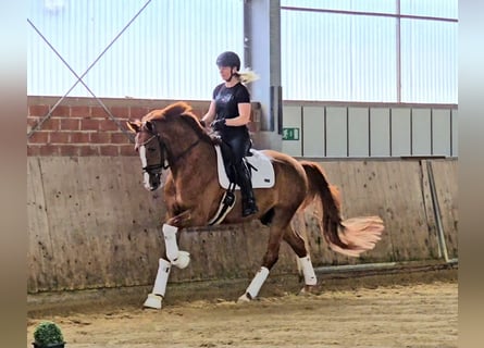 Westphalian, Gelding, 4 years, 16,1 hh, Chestnut-Red