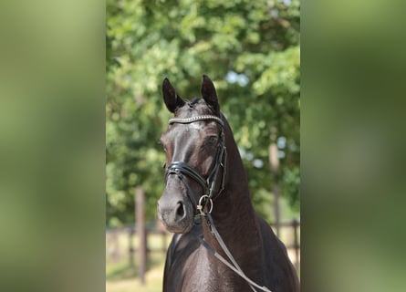 Westphalian, Gelding, 4 years, 16,1 hh, Smoky-Black