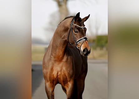Westphalian, Gelding, 4 years, 16,2 hh, Bay-Dark