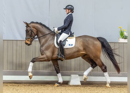 Westphalian, Gelding, 4 years, 16,2 hh, Bay-Dark