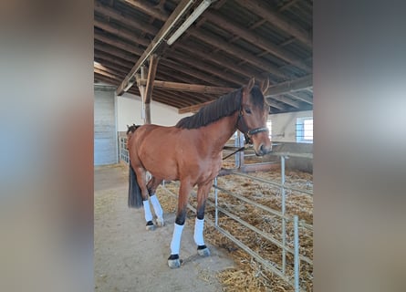 Westphalian, Gelding, 4 years, 16,2 hh, Brown