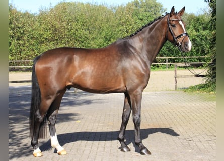 Westphalian, Gelding, 4 years, 16,2 hh, Brown