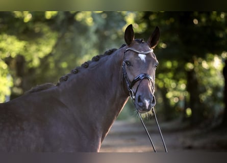 Westphalian, Gelding, 4 years, 16,2 hh, Brown
