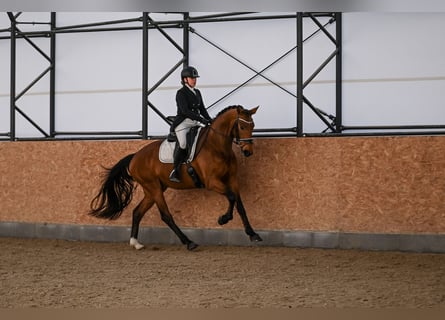Westphalian, Gelding, 4 years, 16,2 hh, Brown