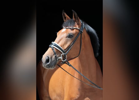 Westphalian, Gelding, 4 years, 16,2 hh, Brown