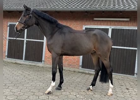 Westphalian, Gelding, 4 years, 16,2 hh, Brown