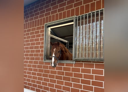 Westphalian, Gelding, 4 years, 16,2 hh, Chestnut-Red