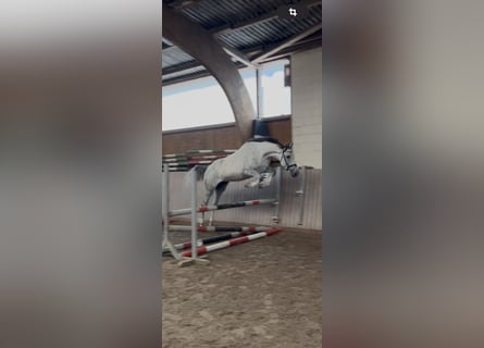 Westphalian, Gelding, 4 years, 16,2 hh, Gray