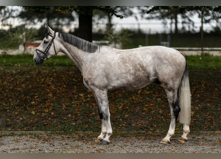 Westphalian, Gelding, 4 years, 16,2 hh, Grey