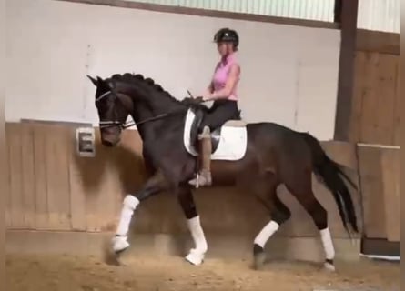 Westphalian, Gelding, 4 years, 16,2 hh, Smoky-Black