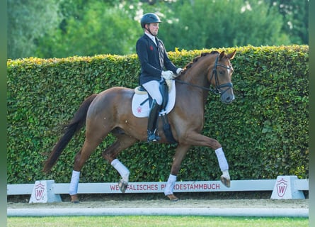 Westphalian, Gelding, 4 years, 16,3 hh, Chestnut-Red