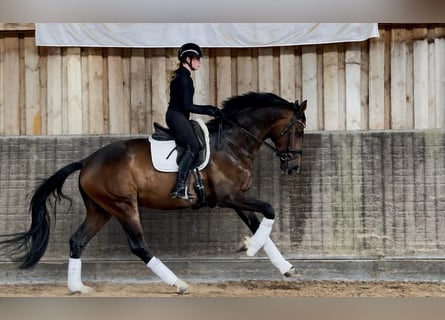 Westphalian, Gelding, 4 years, 17.1 hh, Brown